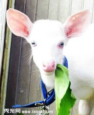 台湾白色梅花鹿拥有大海般蓝眼珠引居民称赞