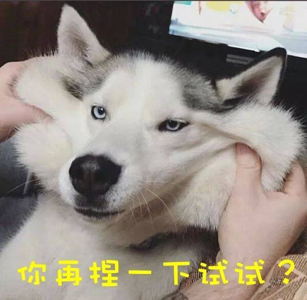 狗狗分很多种，爱汪的你真的懂吗？