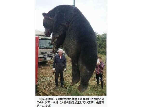 400公斤重棕熊闯入玉米田扫光玉米