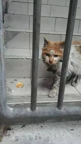 给流浪猫喂猫粮吃，想把它带回家伺候，小家伙却毫不领情