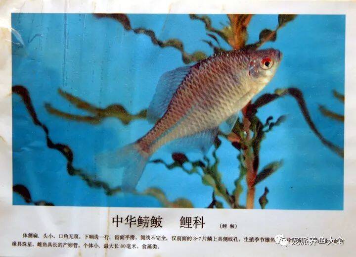 【每日一鱼】中华鳑鲏：体态优美、色彩艳丽！~