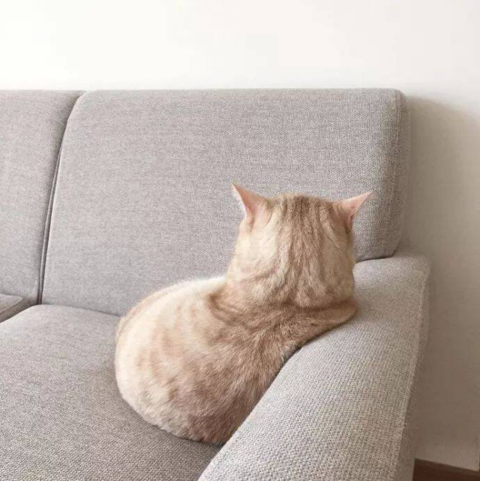 猫咪爱上沙发把手无法自拔，于是就有了...太萌了！
