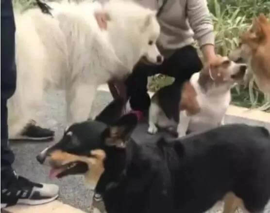 深圳首个宠物公园开放,在与狗子玩耍的同时也有很多顾虑