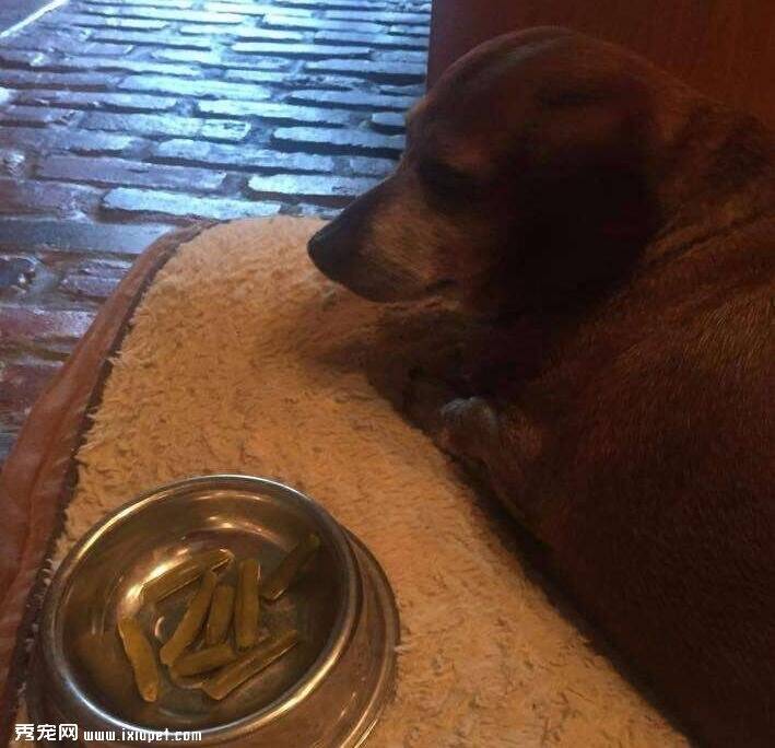 狗狗在主人去世后化悲痛为食欲，暴饮暴食硬是吃成了一头猪