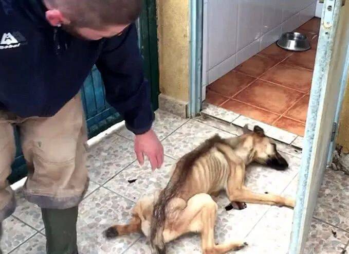 狗狗被发现时仅14斤，瘦的差点没命了，被救助后居然帅成这样！