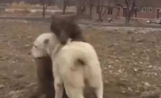 三岁中亚牧羊犬与5个月棕熊玩耍，被欺负得主人要去帮忙