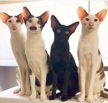听说敢吸这样的喵，都是真的猫奴了...