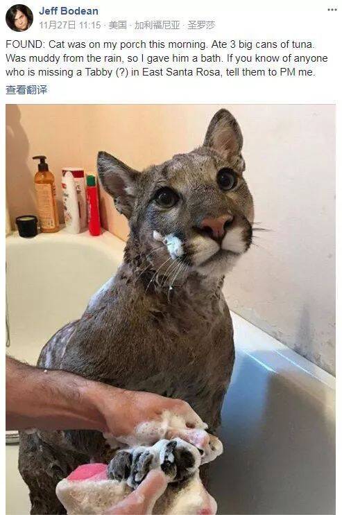 网友说，在外捡了只猫，给洗澡吃饭后发现哪儿不对劲...