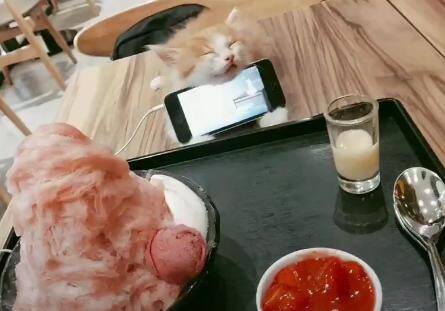 主人为了吃饭追剧两不误，让猫咪当手机支架，网友：论猫的实用性