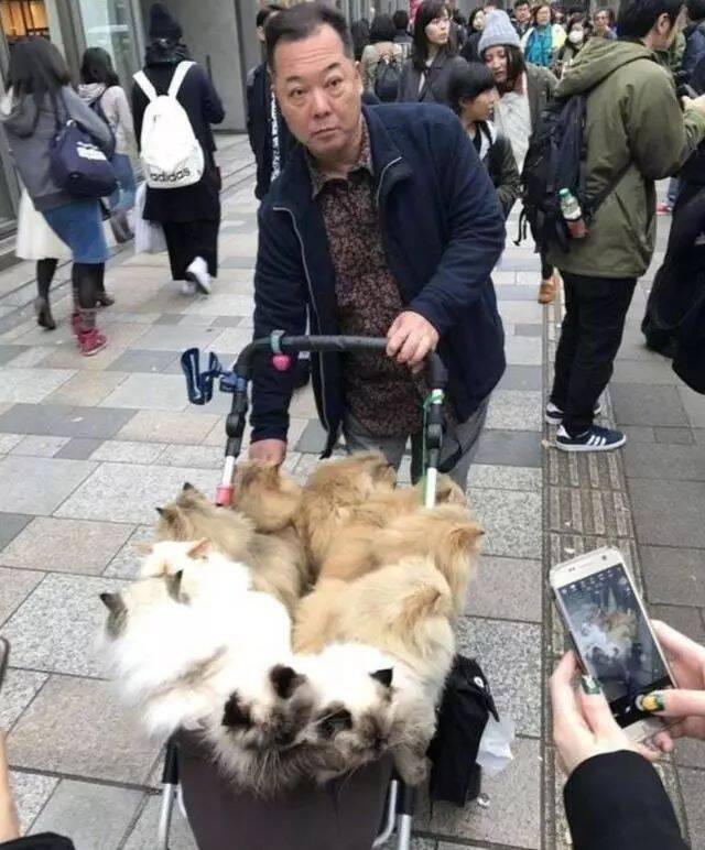 日本大叔带10只猫逛街，每只都价值上万，吸猫果然是有钱人做的事