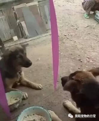 主人整了一面镜子放在吃饭的狗狗前面，狗狗：这饭没法吃了，先吵一架再说！