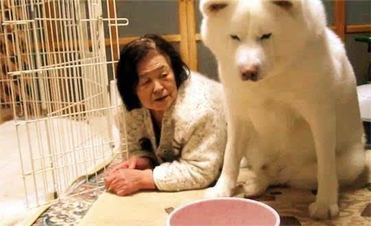 柴犬只有奶奶在的时候才肯吃饭，不然坚决拒食，有一种爱，是希望你在身边...