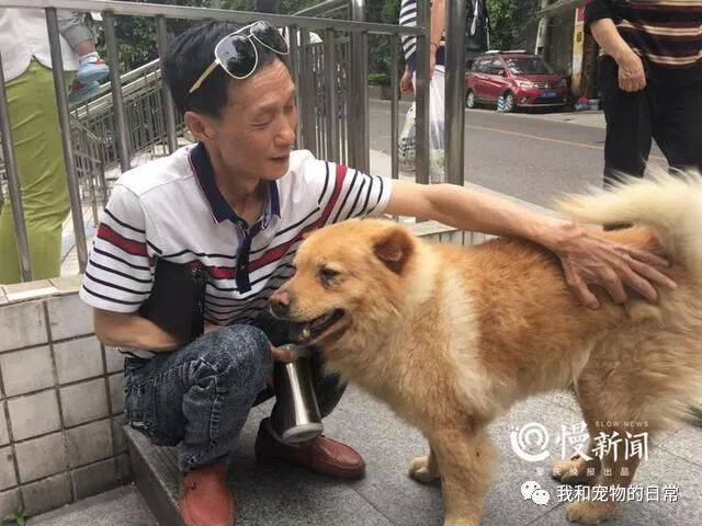 有只网红狗无论天睛下雨都在车站等主人回家，数年如一日，就像忠犬八公一样！