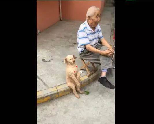 老爷爷养一只奇特的狗，坐姿像小孩，这是爷爷的狗孙子？