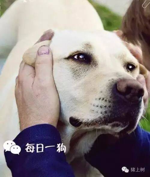 如果狗狗做了这些动作，代表它有事告诉你