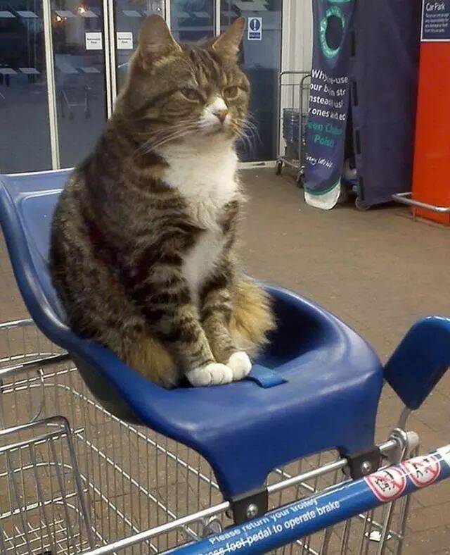 这只猫在超市长期驻扎，吸引顾客不远千里前来购(lu)物(mao)