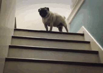 狗狗奇特的走楼梯步伐，哈哈哈，太欢乐了！