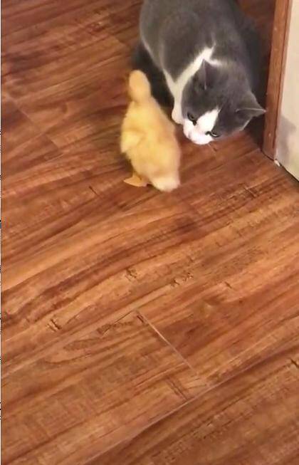 小鸭夺走了猫咪的初吻后，被它一巴掌拍倒在地，鸭：我招谁惹谁了
