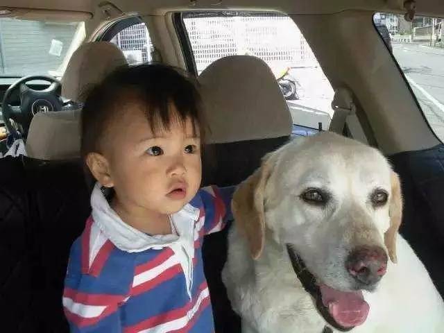 千万不要把狗狗留在这里，仅仅10分钟，狗狗就会死....