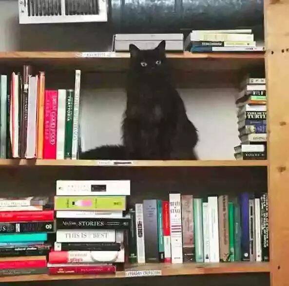 流浪猫被书店店员抱进屋给吃给喝，莫名其妙当了猫店长