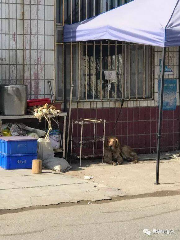 金毛被卖去狗肉馆，不停哀嚎地向人求救，800元买回家后带来惊喜