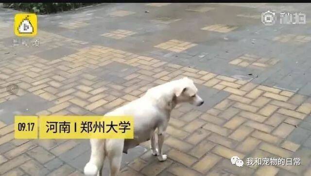 狗妈妈生下小狗崽却被人带走，它的一个举动让所有人瞬间红了眼！