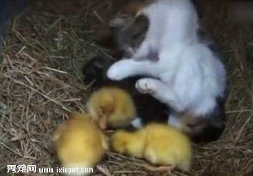 猫妈妈带回了三只小鸭子与它的孩子们生活在一起