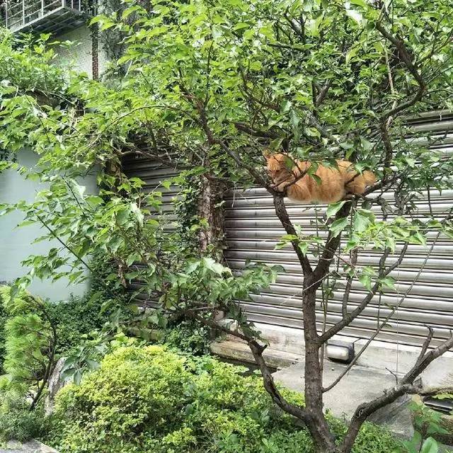 发现橘猫爬树上了，这一身肥膘随时要把树枝给压垮