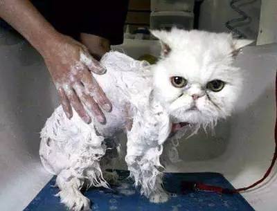 胆子大，就给猫洗澡，这是一场花式作死秀！！