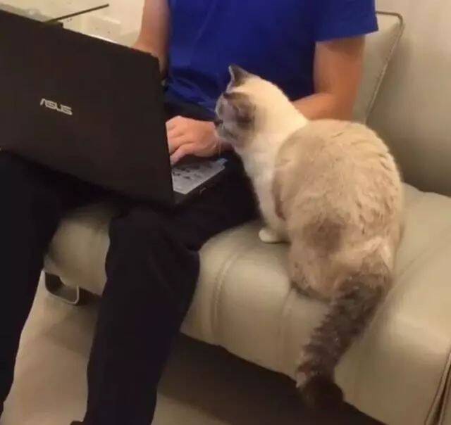 看到主人玩电脑，猫咪连忙过去讨摸摸，主人也没辙了