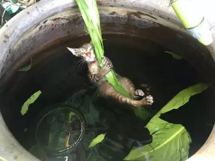 蠢猫看到水缸里有鱼，想去抓来吃，结果...