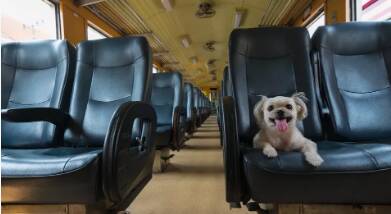 带着宠物去旅行,上火车托运宠物最全指南看这里!