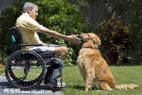 美国男子意外撞伤身体麻痹 爱宠黄金猎犬Yogi搬来救兵
