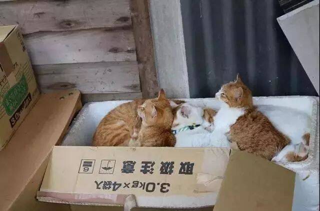 一个纸箱收获一窝猫，再放俩箱子，猫咪数量也跟着翻倍