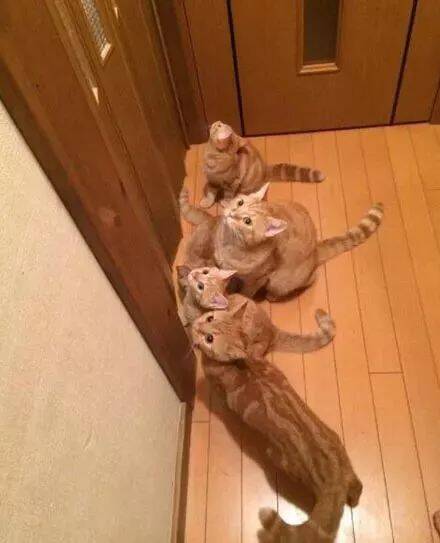网友养了5只这样的猫，可以说是非常壕了！