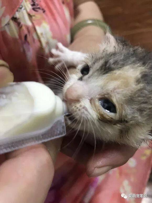 遛狗时在楼下捡了两只小奶猫，捡回家后没多久猫妈妈也被抱回家了