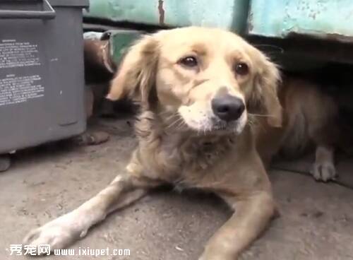 美国动物保护协会Hopy For Paws拯救一只流浪金毛犬全过程