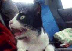 猫咪第一次坐车，激动的嘴都合不上：朕的江山啊！