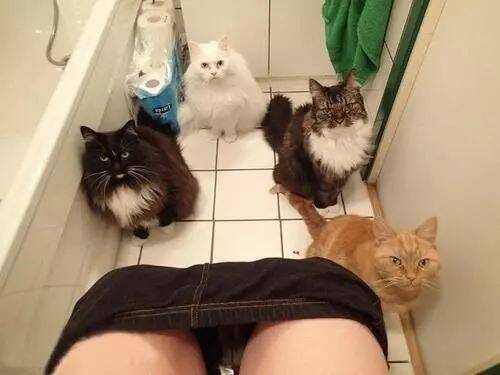 知道为什么你去上厕所，宠物喜欢跟着的原因吗？