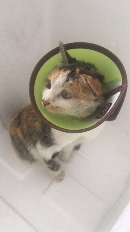 收养一只受伤的流浪猫，老妈死活不同意，结果一周后猫不是我的了