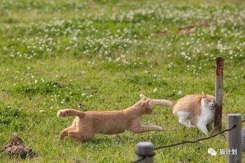 猫跑得太快撞柱子上了，虽然心疼，但是憋不住笑啊…