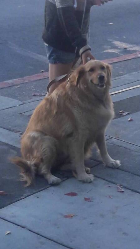 你们是狗吗？怕不是猪精吧！