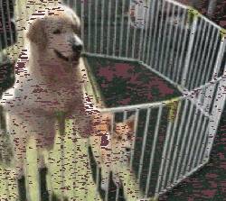鍔犻珮鍥存爮閮芥嫤涓嶄綇鐨勭嫍鐙?鍗村湪鍚稿皹鍣ㄩ潰鍓嶆€備簡