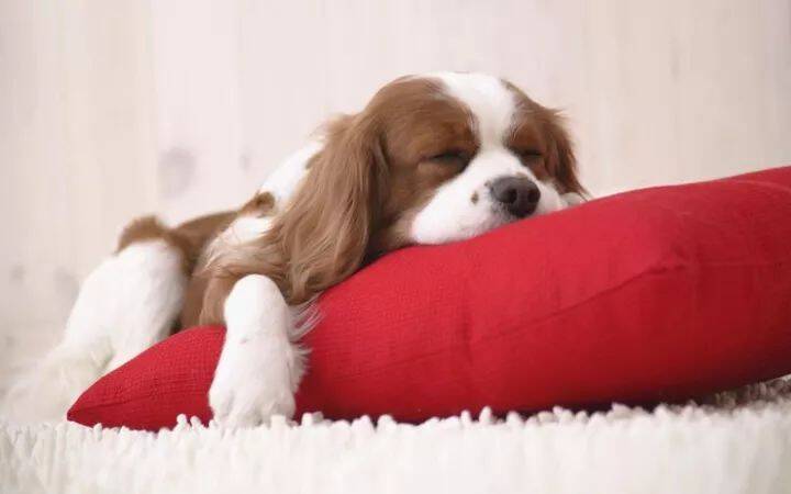 狗狗睡觉抖腿，是做恶梦了吗？