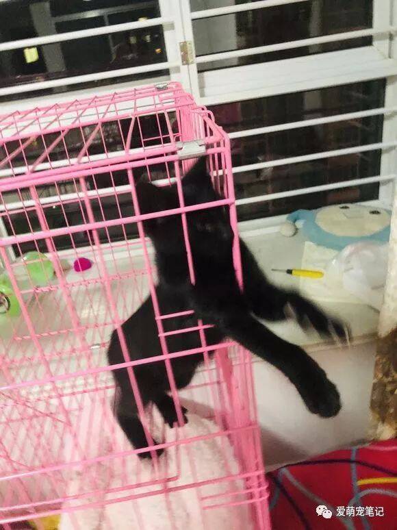女孩买来一只英短渐层后，却把黑猫关在笼子里，网友：心疼原住民