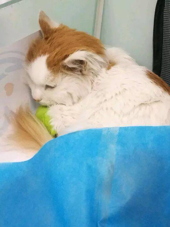 领养了一只流浪猫突然病倒，医生建议放弃治疗，它的反应让人泪目