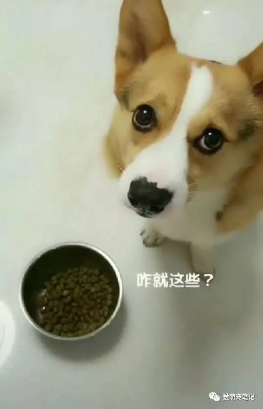 柯基不愿意吃狗粮，主人说喜欢吃什么自己去拿，它的反应让人笑喷