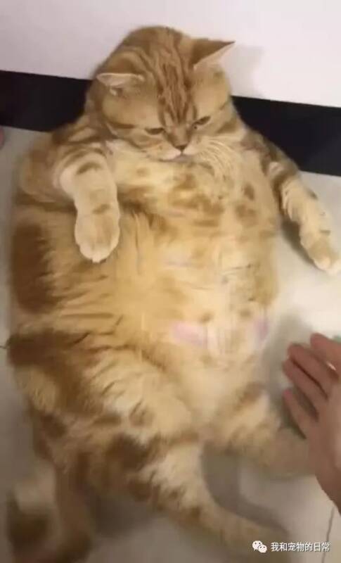 养了半年多的橘猫，网友看后立马笑喷：这猫长得真像猪！