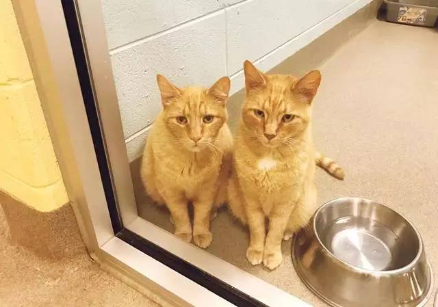 养了12年的橘猫兄弟，被送至收容所，只因搬家不能带走