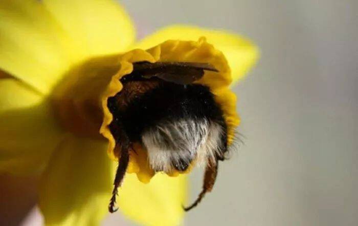 一个画风清奇的合集：蜜蜂屁股，看着有点迷之可爱呢~